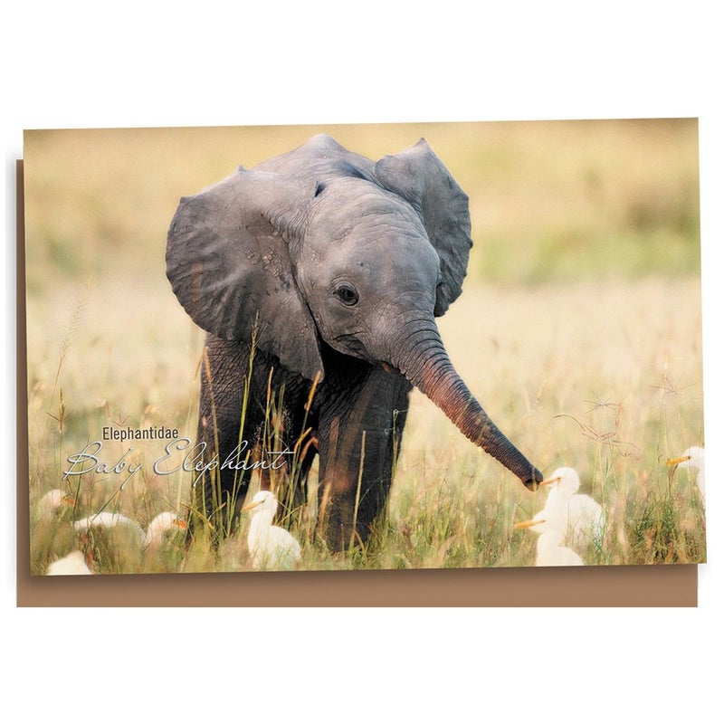 Tree-Free Greetings EcoNotes 12 Count Baby Elephant All Occasion Notecard Set with Envelopes, 4 x 6 Inches (FS66955) - Image 1